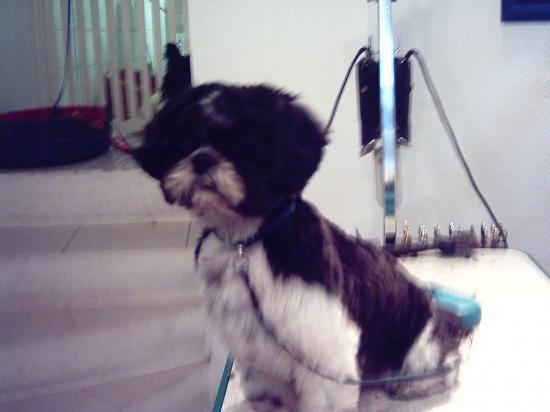 Tessy