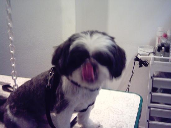 Tessy